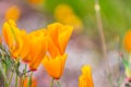 California poppies Eschscholzia californica Royalty Free Stock Photo