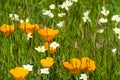 California poppies (Eschscholzia californica) and Cream Cups (Platystemon californicus) wildflowers blooming on a meadow in south Royalty Free Stock Photo