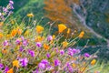 California poppies Eschscholzia californica and Desert wishbone bush Mirabilis laevis wildflowers blooming in Walker Canyon, Royalty Free Stock Photo