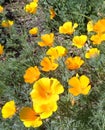 California Poppies Eschscholzia californica Glowing in the Afternoon Sun Royalty Free Stock Photo