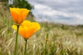 California Poppies Eschscholzia californica growing on a field on a blue cloudy background, California Royalty Free Stock Photo