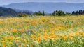 California Poppies Eschscholzia californica growing on a hillside on a sunny day, Santa Cruz mountains, California