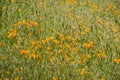 California poppies Eschscholzia californica growing among invasive grass, San Francisco bay, California Royalty Free Stock Photo
