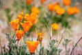 California Poppies Eschscholzia californica growing on a meadow, Fremont, east San Francisco bay, California