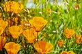 California Poppies Eschscholzia californica growing on a meadow, Fremont, south San Francisco bay, San Jose, California