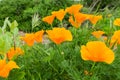 California Poppies Eschscholzia californica growing on a meadow, San Jose, south San Francisco bay, California