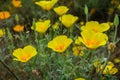 California Poppies Eschscholzia californica growing on a meadow, south San Francisco bay, California Royalty Free Stock Photo