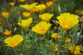 California Poppies Eschscholzia californica growing on a meadow, south San Francisco bay, California Royalty Free Stock Photo