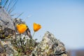 California Poppies Eschscholzia californica growing among rocks on a blue sky background, Henry W. Coe State Park, California Royalty Free Stock Photo