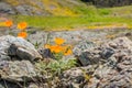 California Poppies Eschscholzia californica growing among rocks, blurred vivid background, California; selective focus Royalty Free Stock Photo