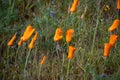 California Poppies Eschscholzia californica on a sunny day next to purple flowers Royalty Free Stock Photo