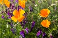 California Poppies in a Field with Purple Flowers Royalty Free Stock Photo