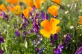 California Poppies in a Field with Purple Flowers Royalty Free Stock Photo