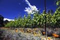 California Poppies and grapes in springtime, Oak View California vinyard, USA Royalty Free Stock Photo