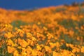 California Poppies Landscape During the 2019 Super Bloom