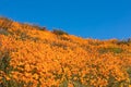 California Poppies Landscape During the 2019 Super Bloom