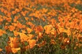 California Poppies Landscape During the 2019 Super Bloom