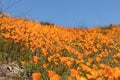 California Poppies Landscape During the 2019 Super Bloom