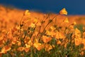 California Poppies Landscape During the 2019 Super Bloom