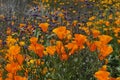 California Poppies and More in a Spring Field Royalty Free Stock Photo