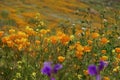 California Poppies Overlooking a Mountainside Royalty Free Stock Photo