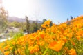 California Poppies in Super Bloom Royalty Free Stock Photo