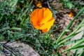 California Poppies in Super Bloom Royalty Free Stock Photo