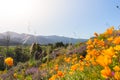 California Poppies in Super Bloom Royalty Free Stock Photo