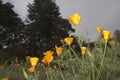 California poppies viewed from below in Golden Gate Park in San Franciso