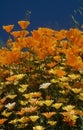 California poppies and wildflowers Royalty Free Stock Photo