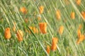 California poppies in the Wind