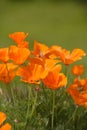 California Poppy