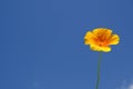 California poppy