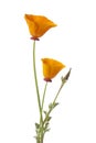 California poppy and buds