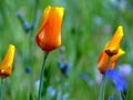 California poppy buds