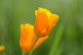 California Poppy Close Up