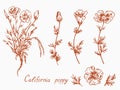 California poppy collection, flowers stem with buds and leaves, doodle drawing Royalty Free Stock Photo