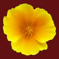 California poppy on a dark background