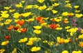 California poppy annual flowering lawn