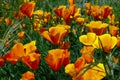 California poppy, eschscholzia californica