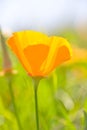 California poppy, Eschscholzia californica Royalty Free Stock Photo