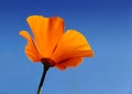 California poppy - Eschscholzia californica Royalty Free Stock Photo