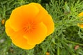 California poppy Eschscholzia californica close up Royalty Free Stock Photo