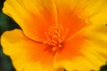 California Poppy, Eschscholzia californica