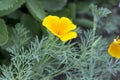 California Poppy, Eschscholzia californica Royalty Free Stock Photo