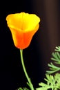 California poppy, flowers in bloom Royalty Free Stock Photo