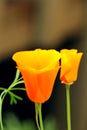 California poppy Eschscholzia californica flowers Royalty Free Stock Photo