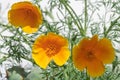 California poppy (eschscholzia californica) flowers Royalty Free Stock Photo