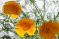 California poppy (eschscholzia californica) flowers Royalty Free Stock Photo