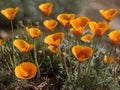 California Poppy (Eschscholzia californica)